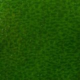 657-794G Kokomo Dark Eucalyptus Green Granite 270 x 270mm